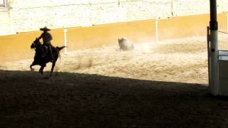 Charreades  Mexican Rodeo  Bull Throwing [upl. by Memberg]