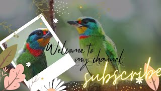 Taiwan Barbet Jewel of the Forests 🐦🐦🐦 [upl. by Giulia]