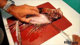 How to Fillet a Lionfish [upl. by Ecined]