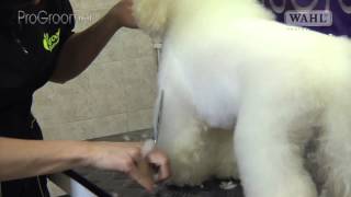 Grooming Guide  Bichon Frisé Pet or Salon Trim  Pro Groomer [upl. by Attikram]