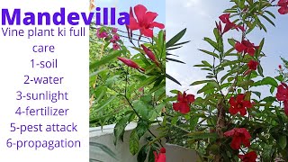 Mandevilla plant care mandevilla vineBrazilian jasmine plant care [upl. by Eiruam]