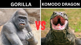 Gorilla vs Komodo Dragon Who Would Win [upl. by Goltz724]