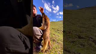 Cute Wild animal bobak marmot or prairie dog eating cookies yummy 110 [upl. by Etnoved]