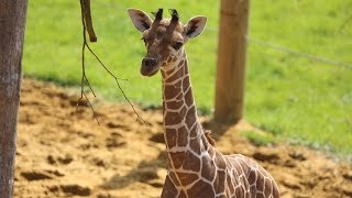 Baby giraffe gives its mum the run around [upl. by Darcey312]