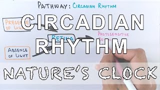 Circadian Rhythm  Pathway of Biological Clock [upl. by Cedell]