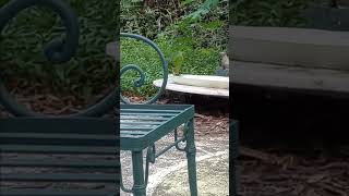 1224 little bird testing fresh water wildlife love [upl. by Nwavahs]