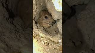 Defensive hyrax🤣 Hyrax funny scream [upl. by Ramirolg768]