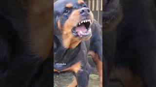 Angry Rottweiler barking sound viral angrypuppy angryanimal rottweilerpuppy angry angry [upl. by Eek]