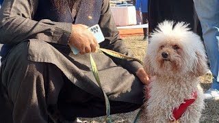 Dog Show 2022  Fatima Jinnah Park Islamabad [upl. by Baron802]