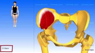 Funções dos músculos da coxa [upl. by Radborne]