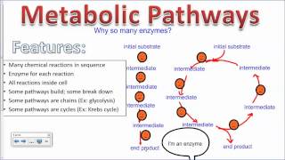 Allosteric Enzyme Inhibition IB Biology [upl. by Siblee]