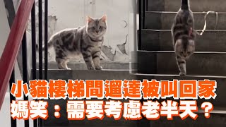 美國短毛貓樓梯間遛達被叫回家 媽笑：需要考慮老半天？｜寵物動物｜遛貓 [upl. by Suhsoj179]