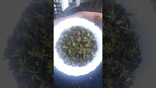 How to plant Americans tree moss treemoss wildlifeclimaciumtreemosslivelivemossterrariumsoil [upl. by Notnilk636]