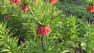 Магия цветов Фритиллярия  Рябчик императорский Fritillaria imperialis [upl. by Gertrudis375]