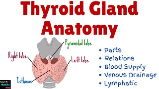 Thyroid Gland Anatomy – Parts Relations Blood Supply Venous Drainage Lymphatic  Physiology [upl. by Packton]