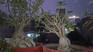 WINTER CARE OF ADENIUM PLANT  FUN GARDENING [upl. by Nordgren35]