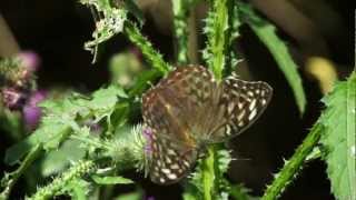 Danish butterflies part 1 Argynnis paphia [upl. by Lrad]