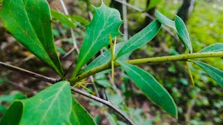 Medicinal Plants Documentary DARUHARIDRA Berberis aristata [upl. by Araht]