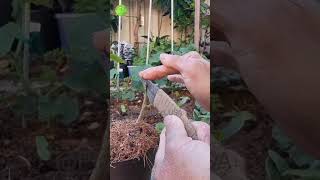 Kaffir lime grafting technique graftingtactick plantgodusa garden plants usagarden music [upl. by Rexanne167]