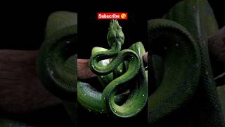 Deadliest Snake BoomSlang 😵 shorts facts factsinhindi snake boomslang factshorts [upl. by Maggi]