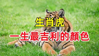 【生肖虎】一生「最吉利的顏色」屬虎人穿對顏色，好運連連不斷！ [upl. by Emmit]