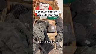 Aquarium einrichten nach Zufallsprinzip aquarium aquascape aquaristik aquariumhobby [upl. by Akiemahs]