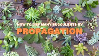 Double Your Succulent Collection in 1 Month with These PROPAGATION Secrets [upl. by Yuht]