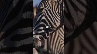 Discover the 3 Types of Zebras nature animals [upl. by Epperson231]