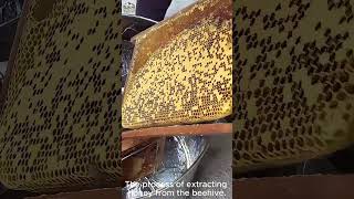 What Happens When You Extract Honey from Beehives the RIGHT Way [upl. by Ttebroc]