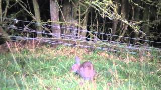 Air Rifle Hunting Rabbit hunt 25 28 Sept 2011 [upl. by Krever]