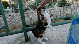 Cute cat that stood up and greeted me has a lot to tell [upl. by Danell]