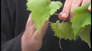 Continuously Fruiting Grape Video [upl. by Sorgalim283]