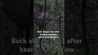 Whitetails have crazy hearing hunting bucks [upl. by Enyt47]