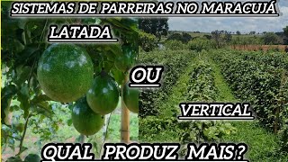 Parreira latada ou Parreira vertical qual a melhor para o Maracujá  fruit farming farming [upl. by Elreath]