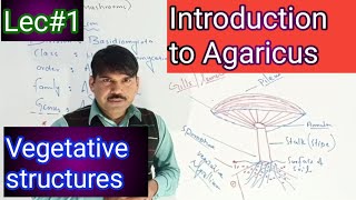 introduction to Agaricus [upl. by Antons]