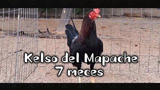 Kelsos del Mapache que van para 7 meces [upl. by Maze]