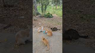 Lunch time at the park colony [upl. by Trimmer575]