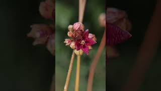 Indian sarsaparilla near Mahanadi river cuttack mahanadiriver medicinal [upl. by Ennailuj]