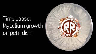 Time Lapse Mycelium growth on petri dish [upl. by Ertemed]