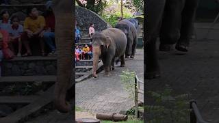 යලි කරලියට  Elephant crash [upl. by Ahsitram]