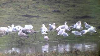 Scandinavian Herring Gull larus argentatus  Durham [upl. by Metcalf]