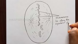 How To Draw A Diagram of Metaphase Stage of mitosis in an animal cell having quot6quot Chromosomes [upl. by Brandice]