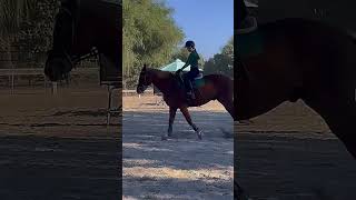 ALL THE STARS ✨ ✨ horse fypシ゚ equestrian showjumping horses [upl. by Nauq232]