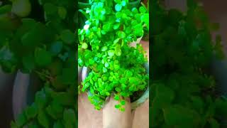 Jade plant care subscribe gardening [upl. by Gradey]