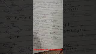 Biosynthesis of Catecholamines [upl. by Asamot]