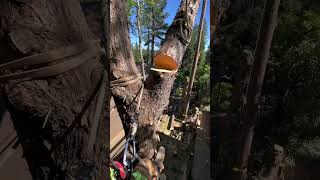 Tip and Butt tie for rigging trees SAFER than negative rigging [upl. by Othello]