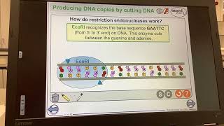 KS5ALEVELBIOLOGYManipulating GenomesHow restriction enzymes make sticky ends of DNA [upl. by Denten199]