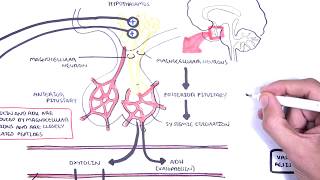 Mechanism of Occipitoposterior Labour  Long Rotation [upl. by Aura]