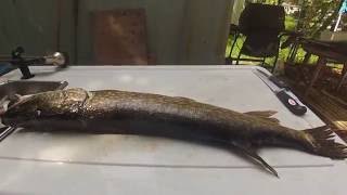 HOW to FILLET a LARGE NORTHERN PIKE 5 CUT METHOD  NO BONES [upl. by Oech]