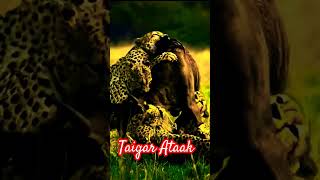 Taigar Ataak short ytshort shortvideo viralvideo [upl. by Cavil]